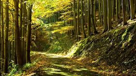 Relaxing Music for Stress Relief - YOGA, SPA, ZEN, REIKI