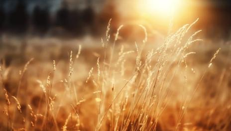 Peaceful Morning Relaxing Instrumental Music