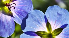 Morning Relaxing Music - Piano Music, Guitar Music for Positive Energy