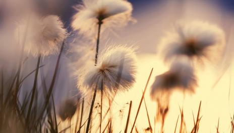 Morning Instrumental Relaxing Background Music