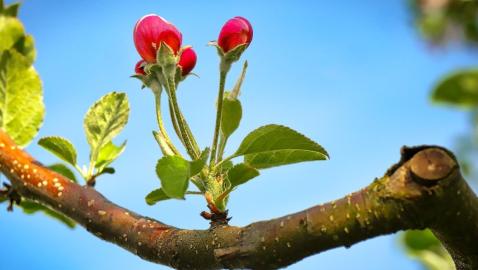 Morning Relaxing Music - Peaceful Music, Piano Music, Yoga Music, Study Music