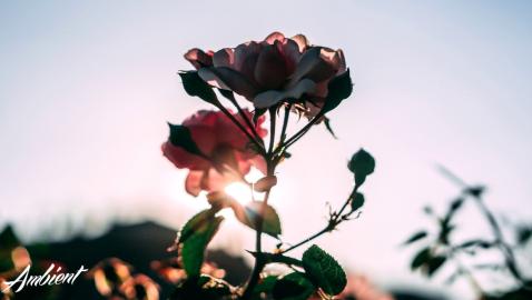 The May Project - Solace